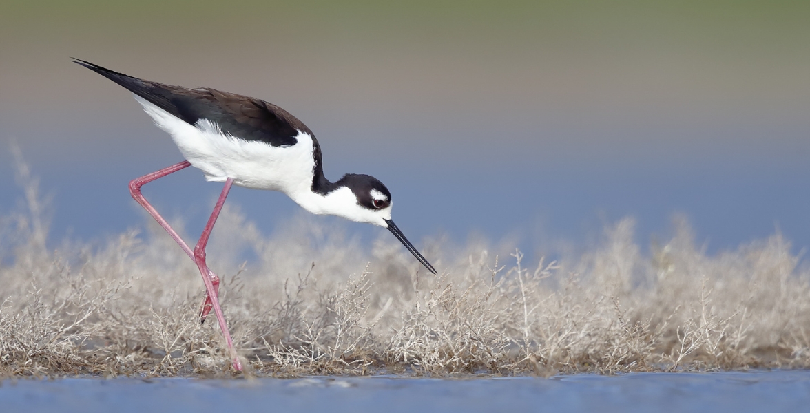 A Black-necked Stilt walks amongst dry foliage along the water&rsquo;s edge. 