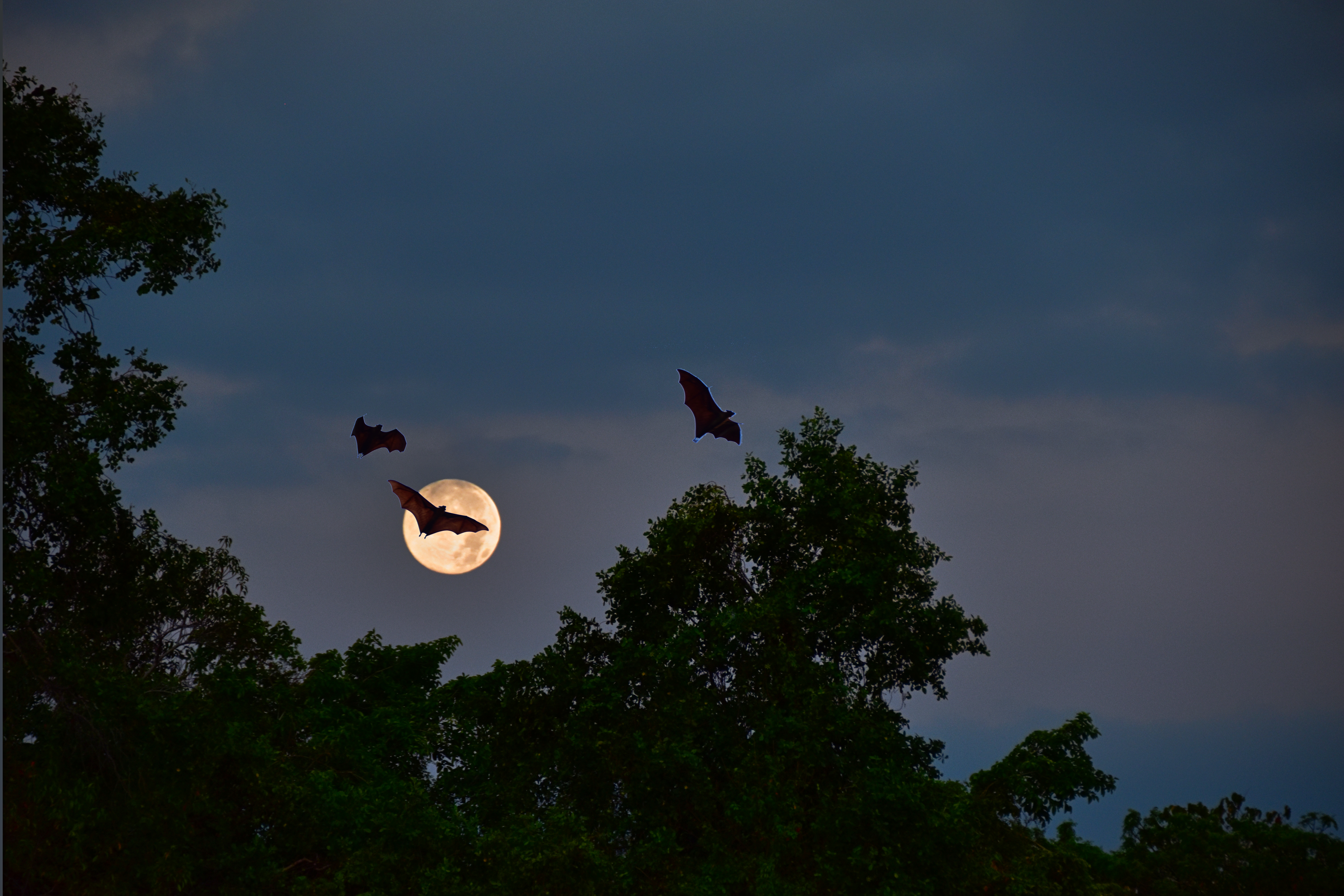 Flying foxes silhouetted in the night sky in front of a full moon.