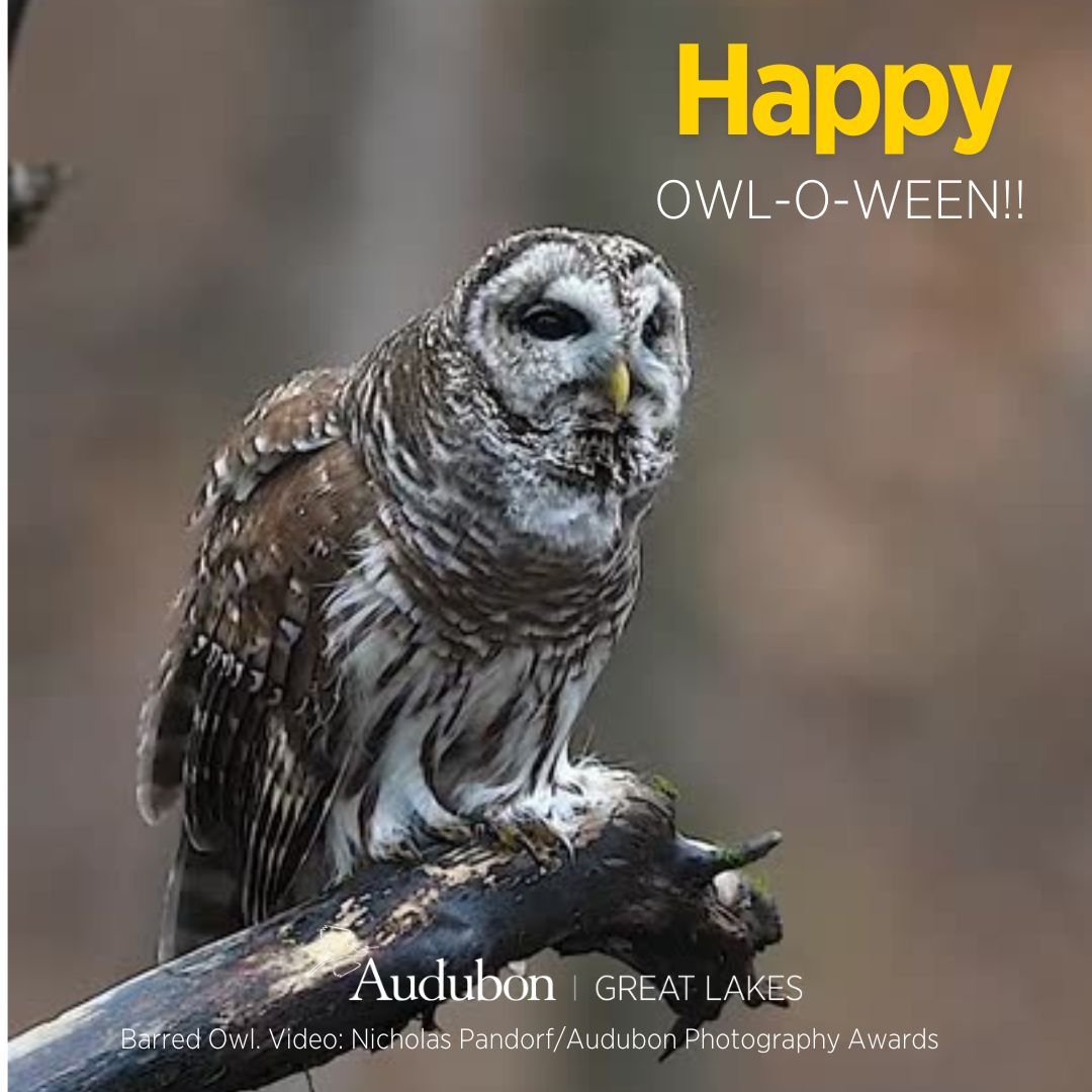 happy owl oween