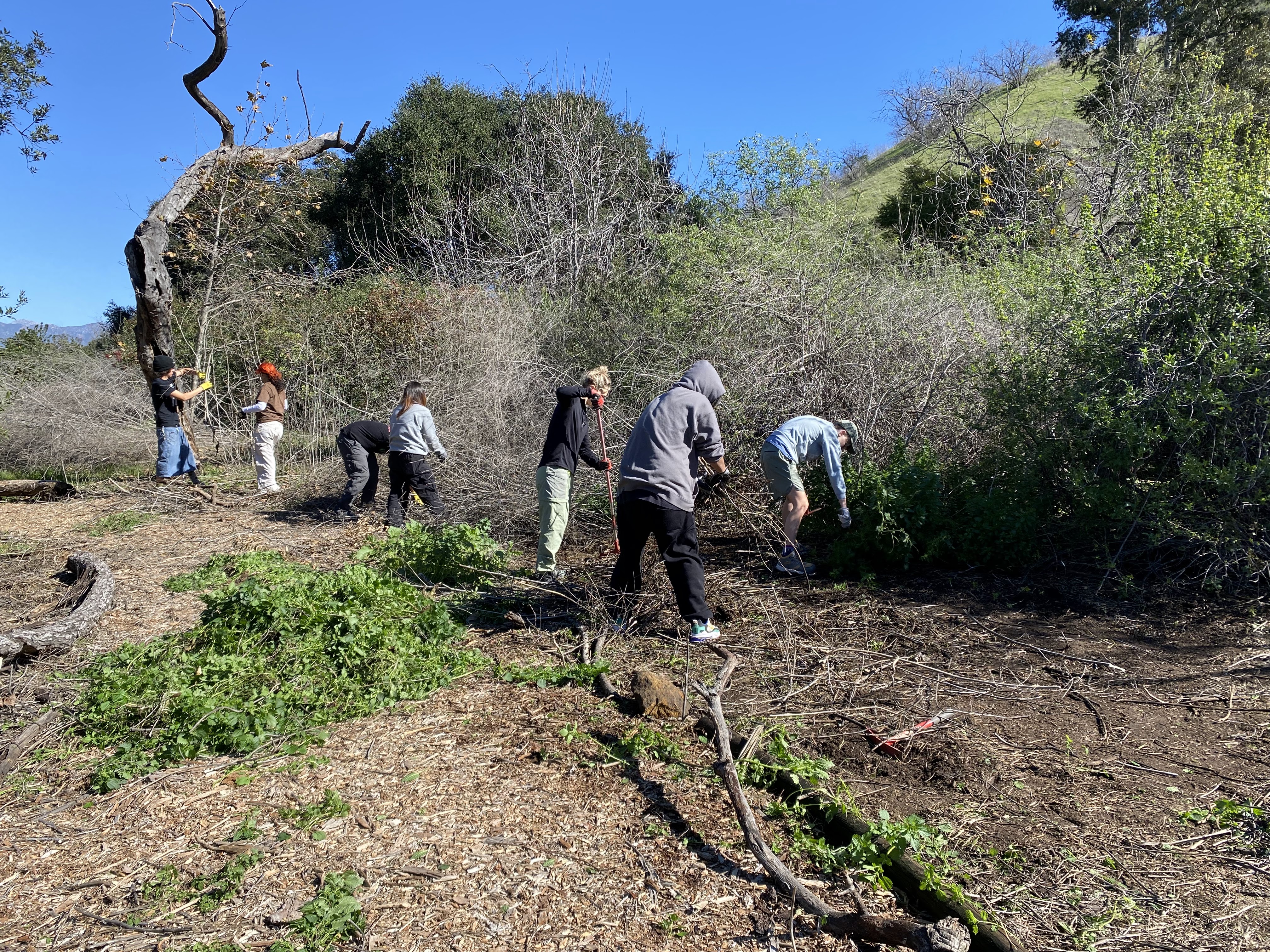 Audubon Youth Leaders clear out Hummingbird Trail.