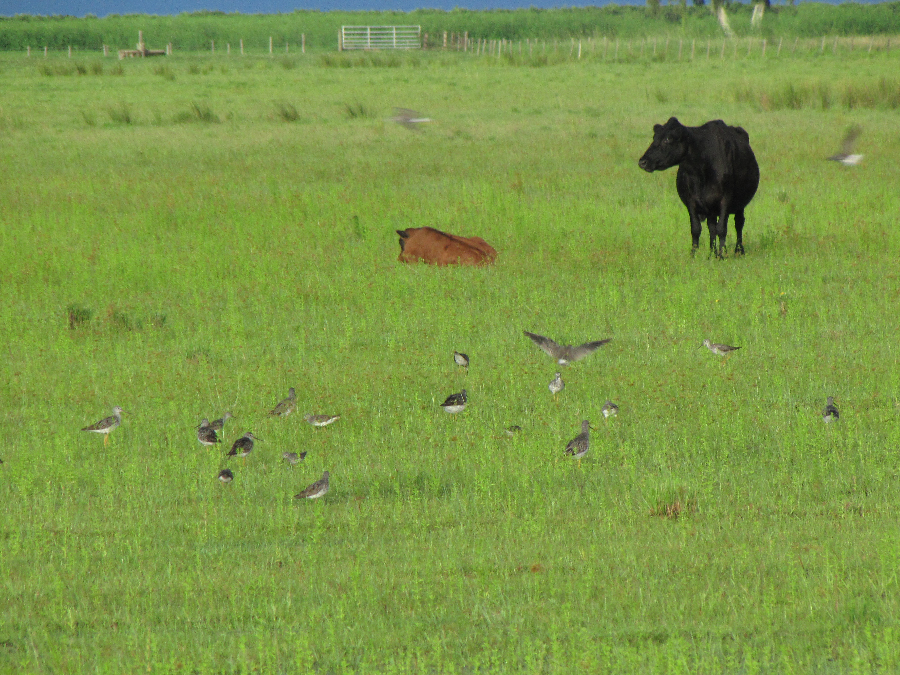 cows and birds on a field