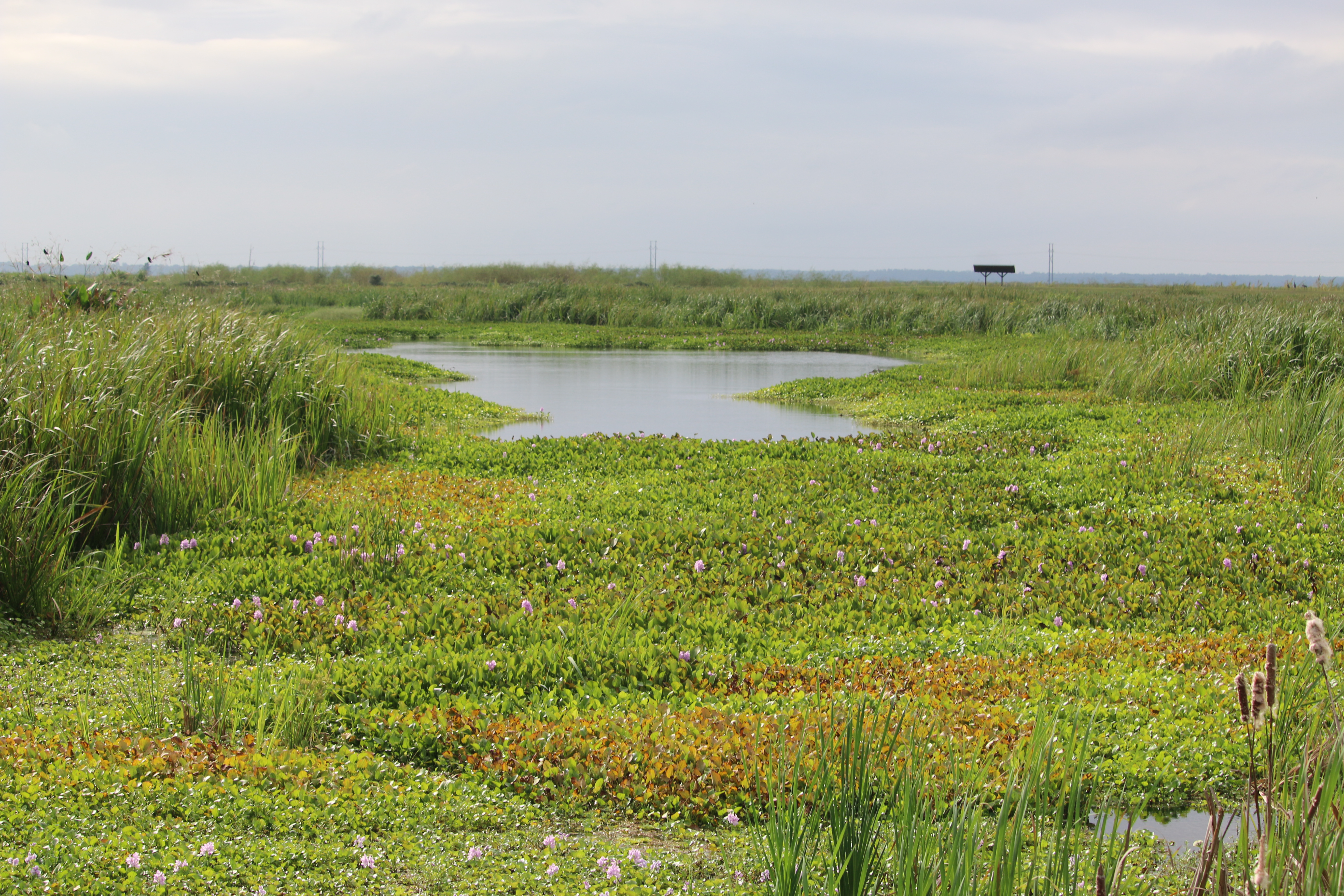 a green wetland with water in the center
