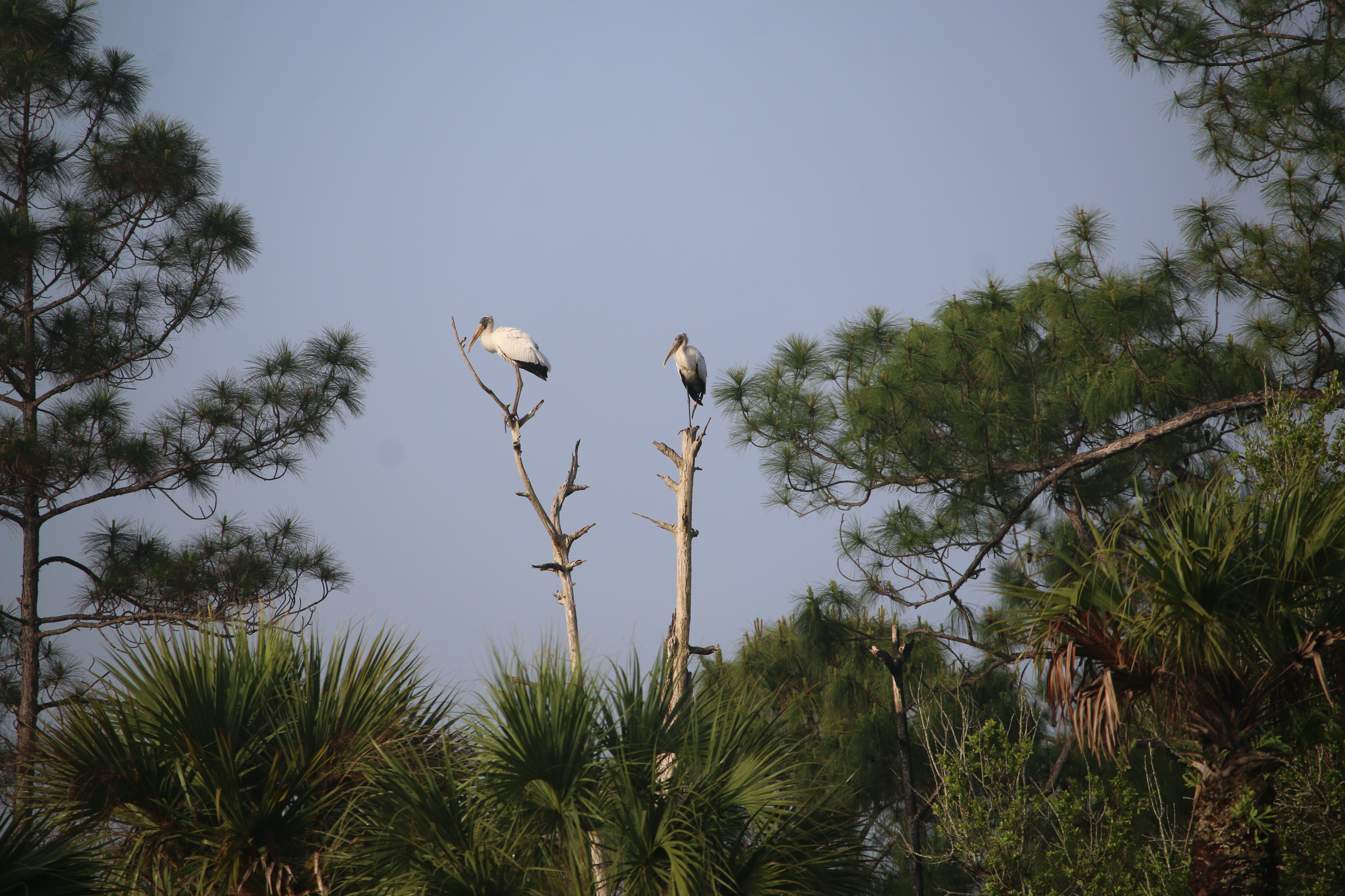two wood storks sitting on a tree