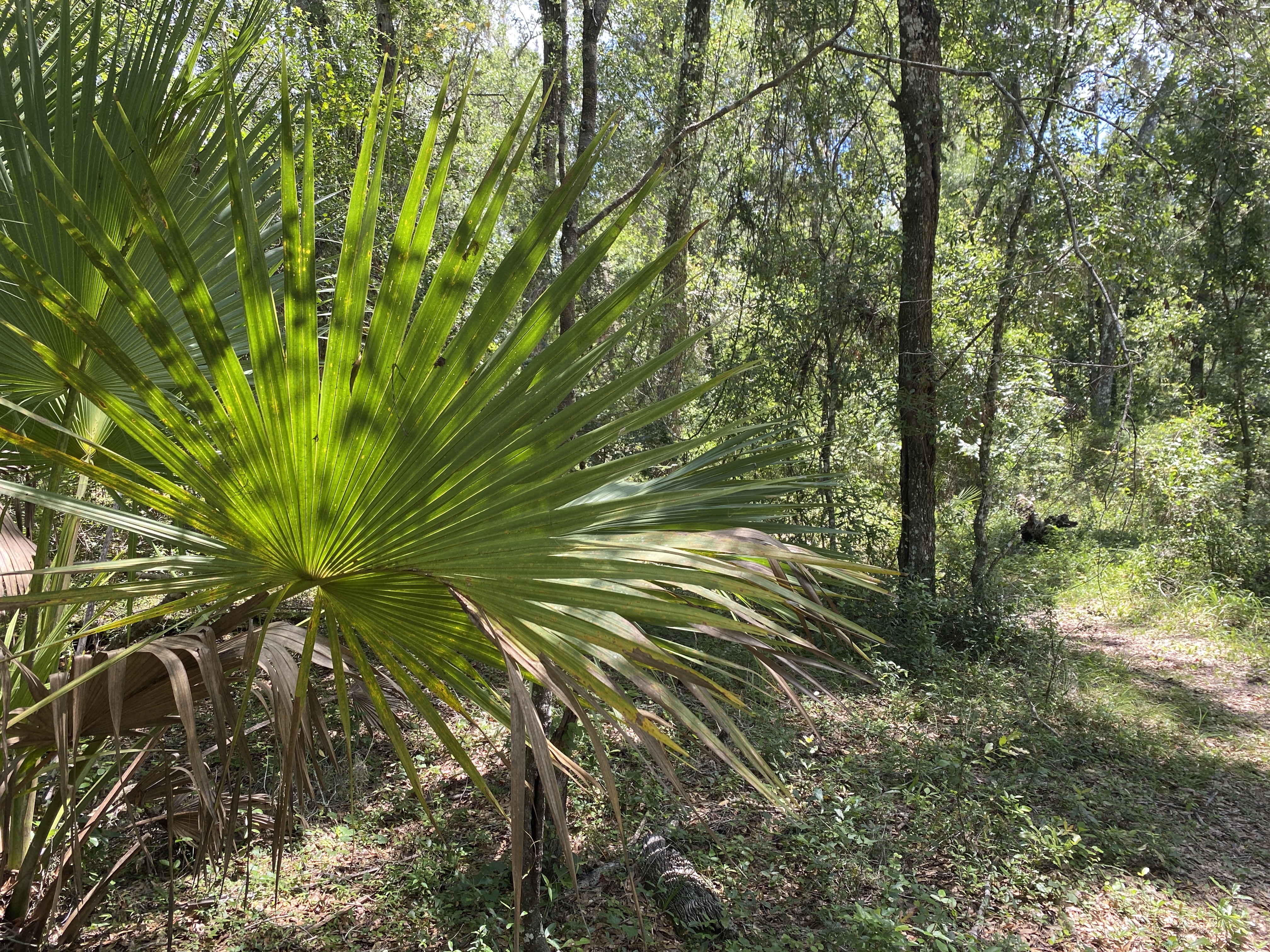 a close up of a saw palmetto in a forest