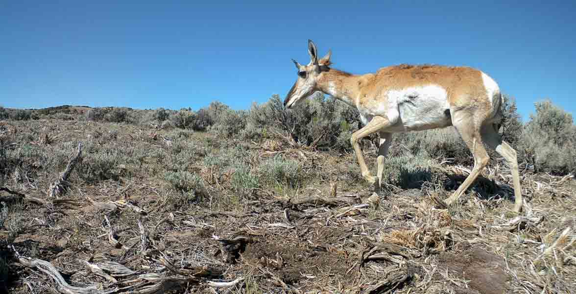 A pronghorn walks in the sagebrush steppe.