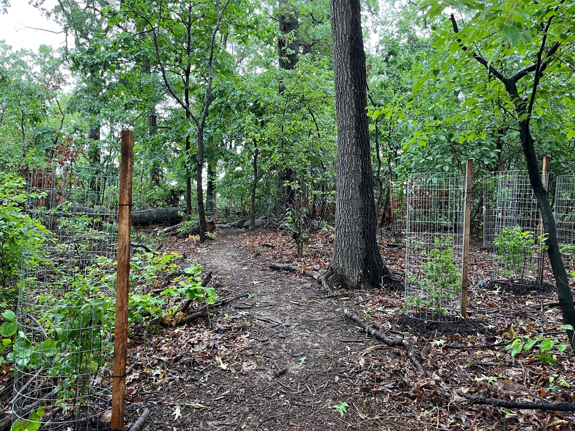 Lakeland Park forest trail