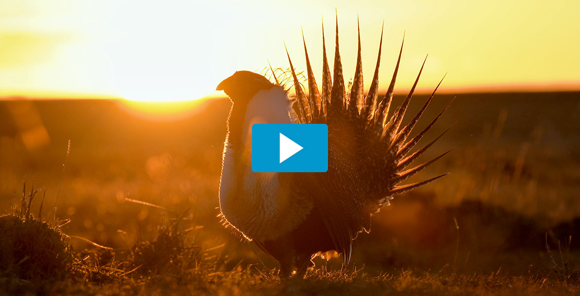 A male Greater Sage-Grouse backlit by a sunrise. A play button is on the image.