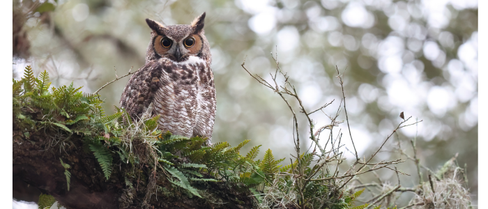 owl