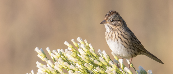 Lincoln's Sparrow