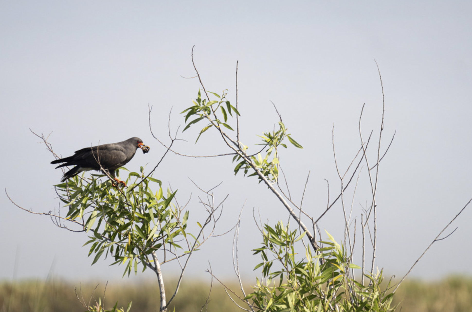 Everglades Snail Kite standing on a branch
