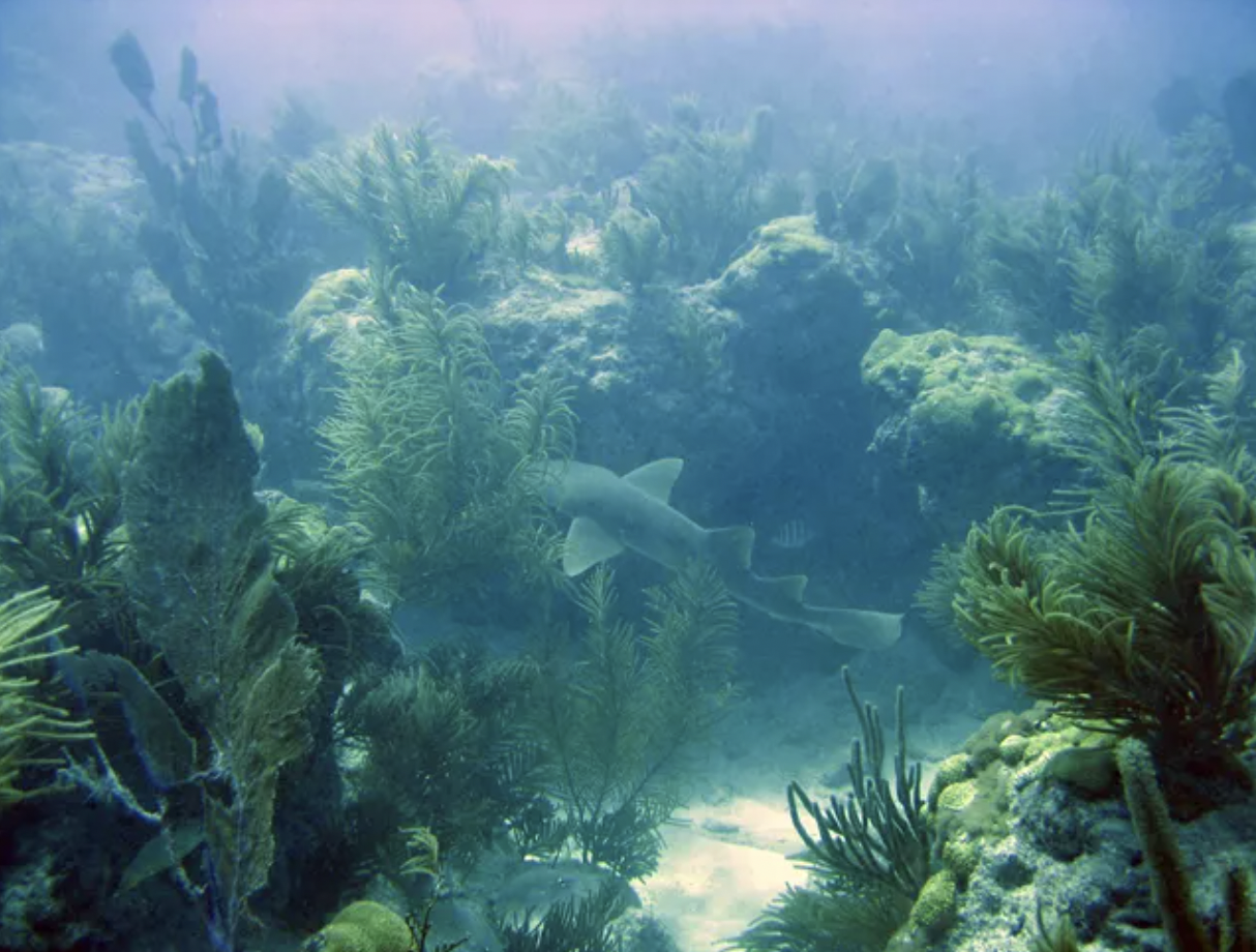 shark glides through an underwater reef