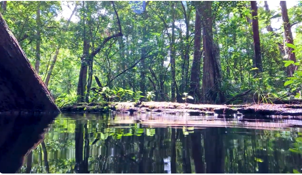 Screenshot of a video showing water and trees