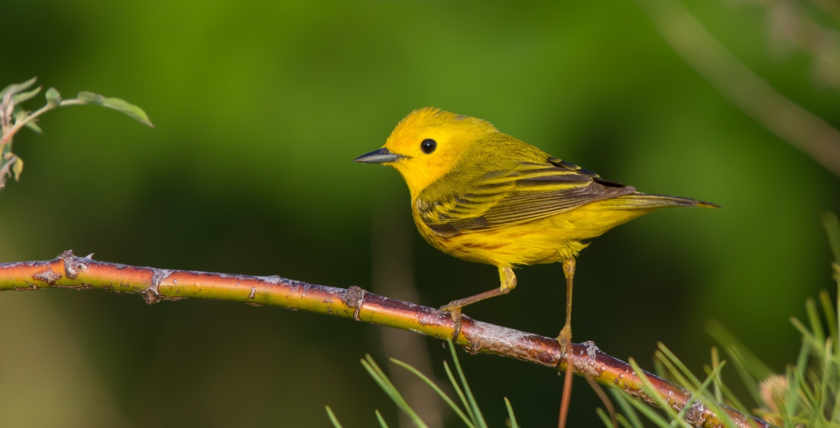 A Yellow Warbler perches on a branch.