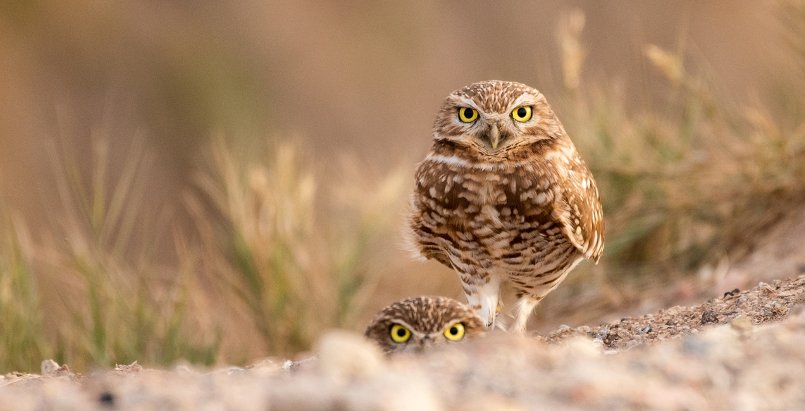 Two Burrowing Owls at a burrow entrance.