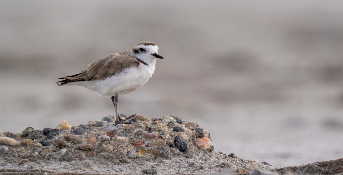 A Snowy Plover stands on dirt and gravel.