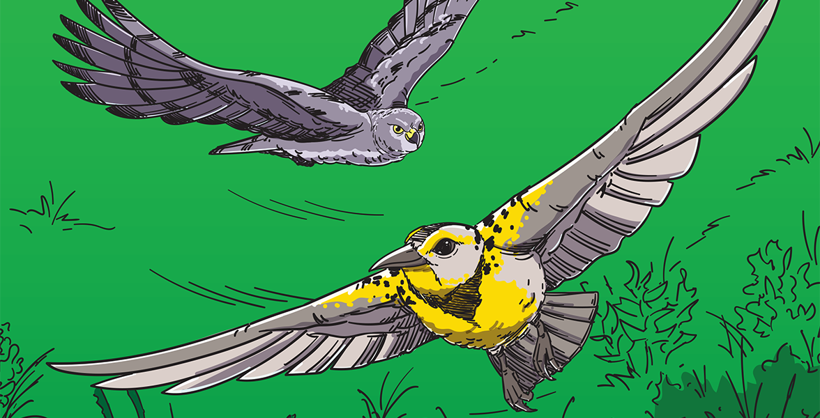 An illustration of a Western Meadowlark and a Norther Harrier in flight.