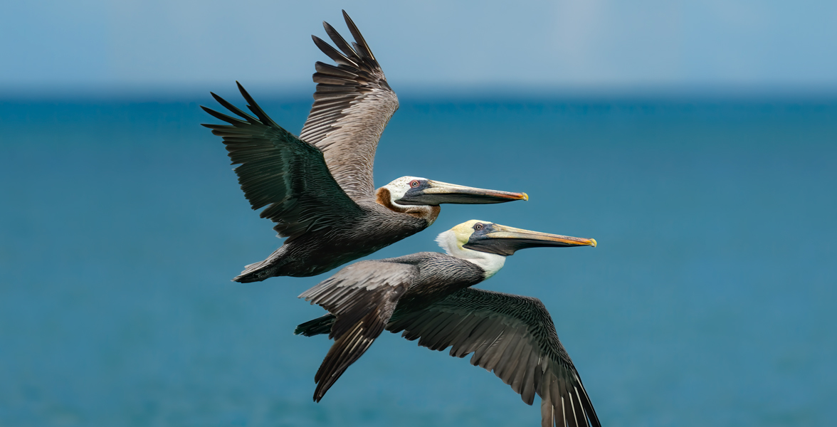 Brown Pelicans.