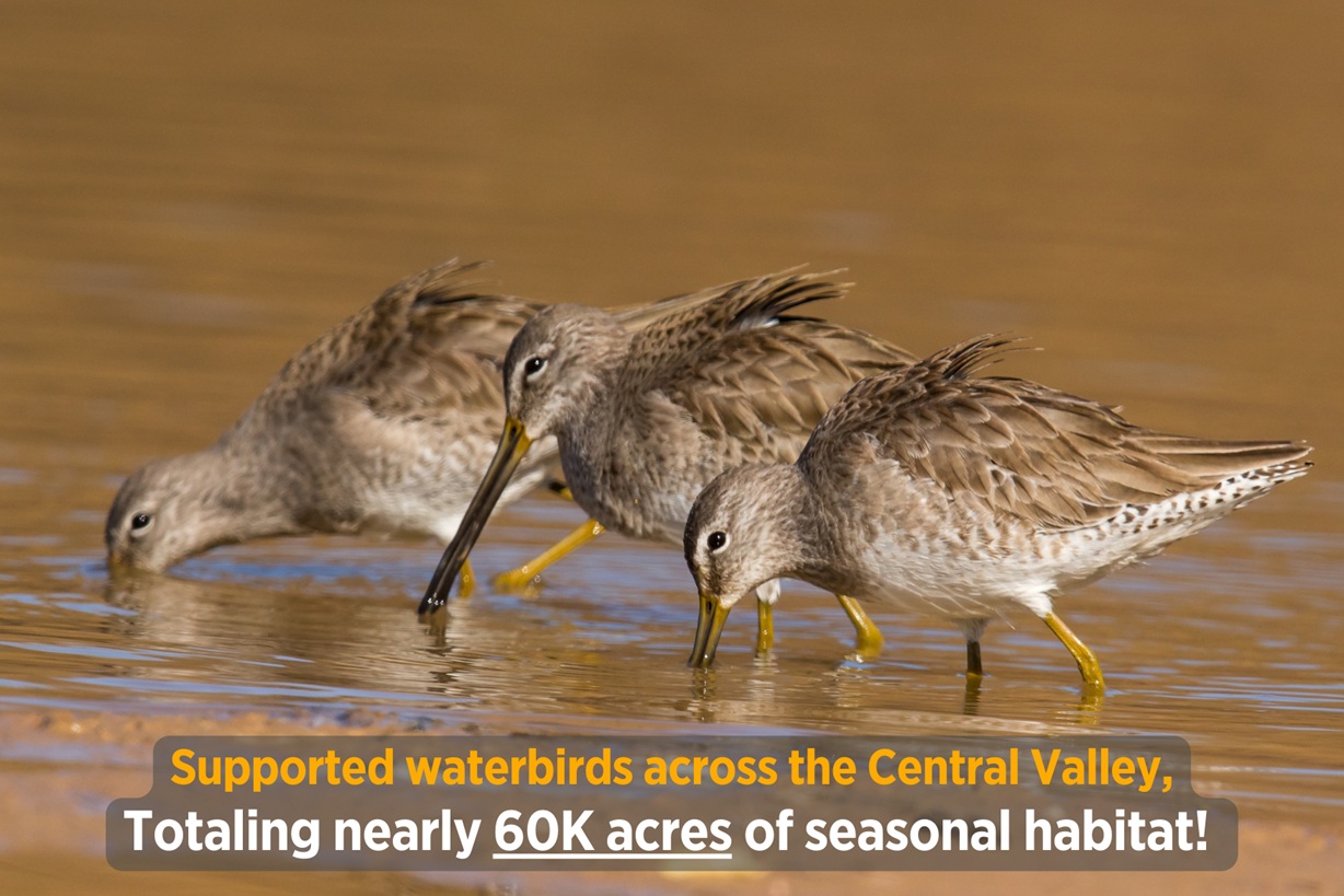 Three Long-billed Dowitchers wade in shallow water, their long bills dipping into the surface as they forage. The text overlay highlights habitat conservation efforts: "Supported waterbirdsacross the Central Valley, totaling nearly 60K acres of seasonal habitat!"