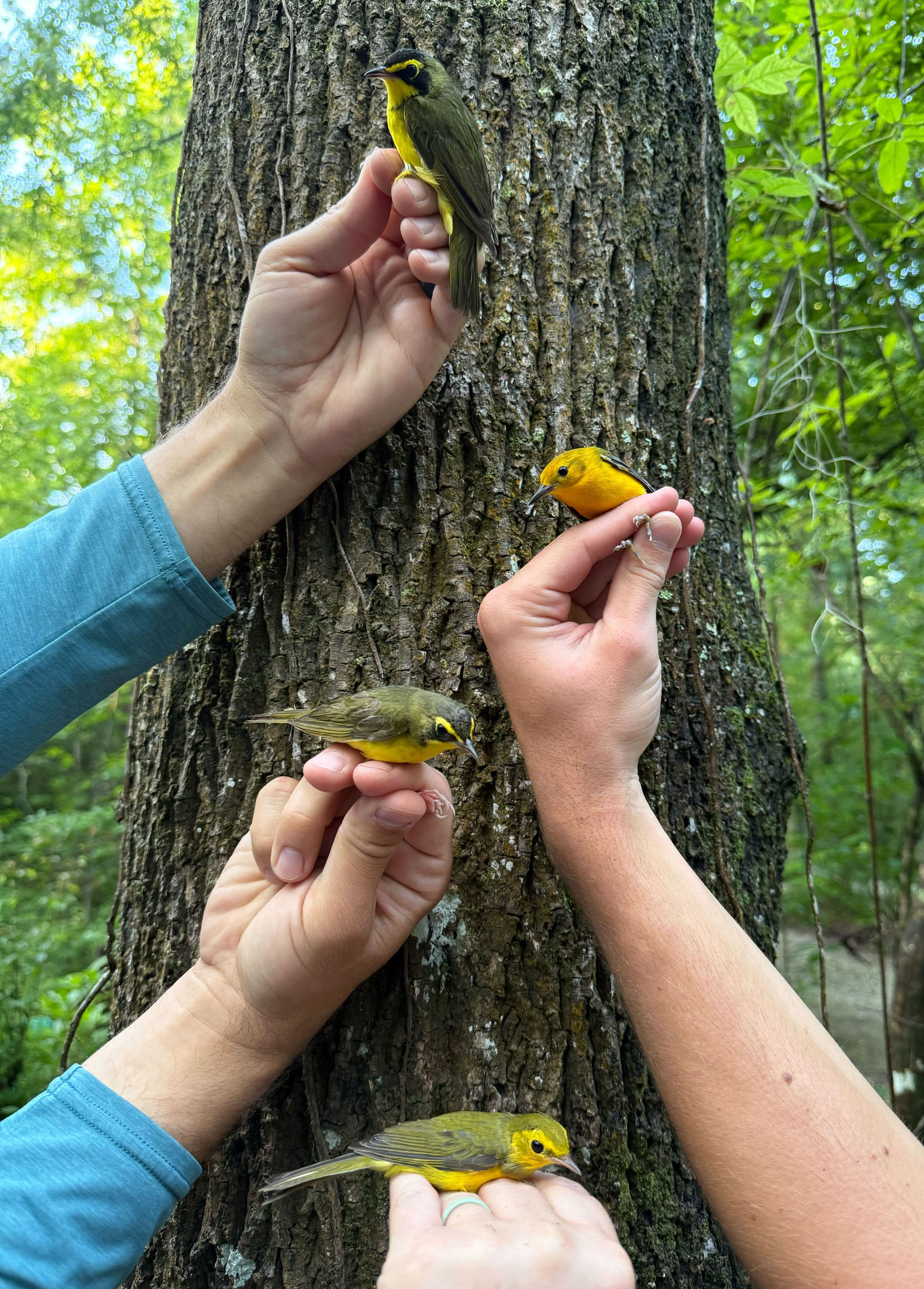 Four hands hold three different species of small yellow and olive warblers against a tree trunk during summer bird banding. Photo by Jen Tyrrell.