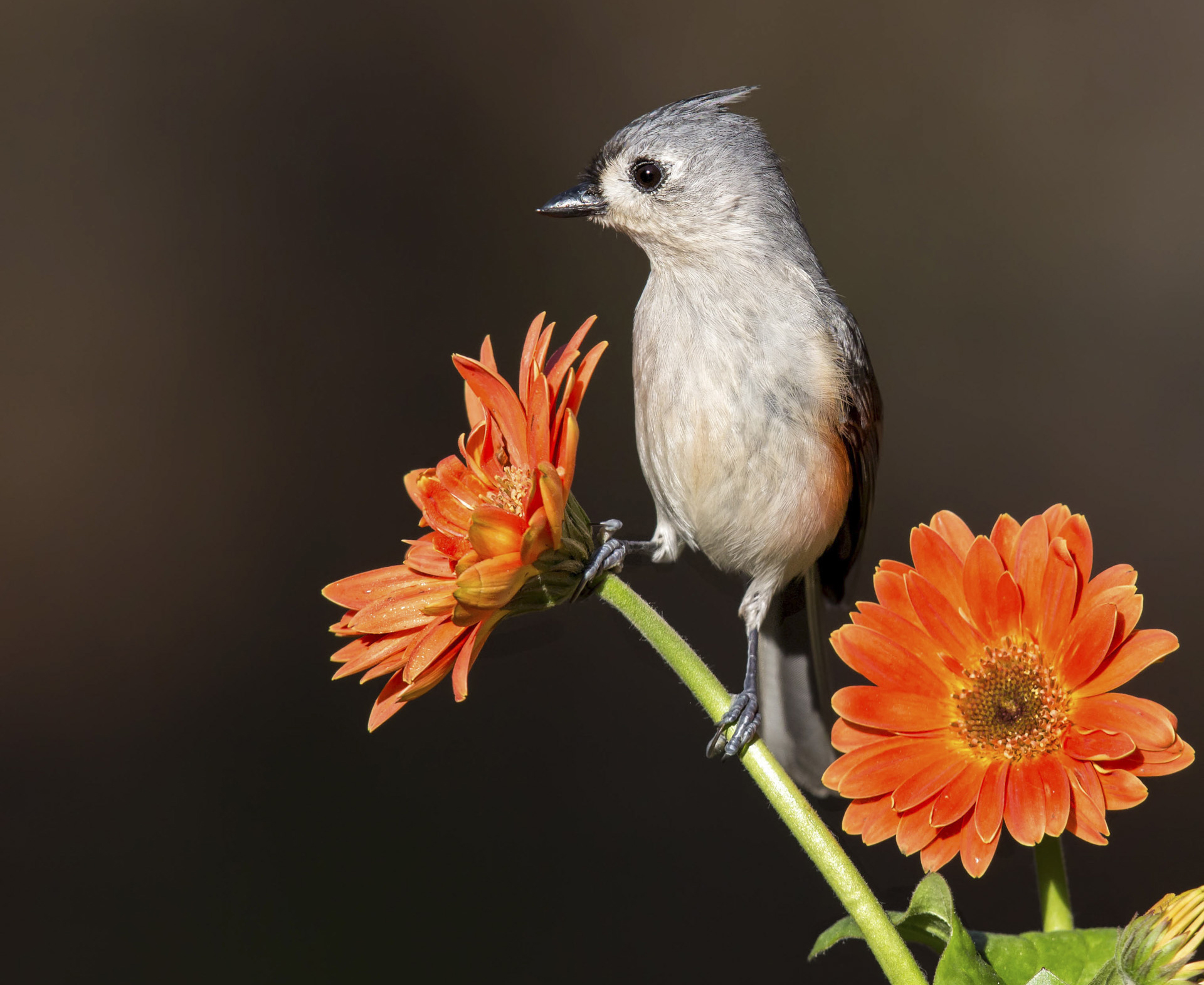 tufted titmouse on an orange flower