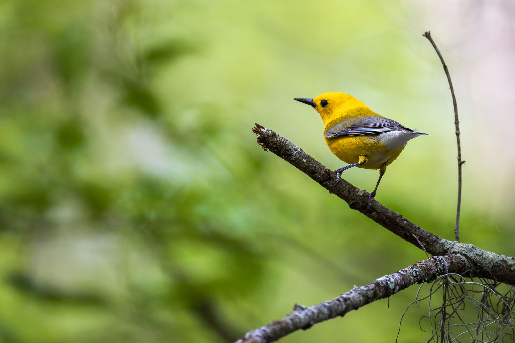 A yellow Prothonotary Warbler perched on a moss-covered branch deep in the swamp at Beidler Forest, surrounded by soft green light. Photo by David Ramage.