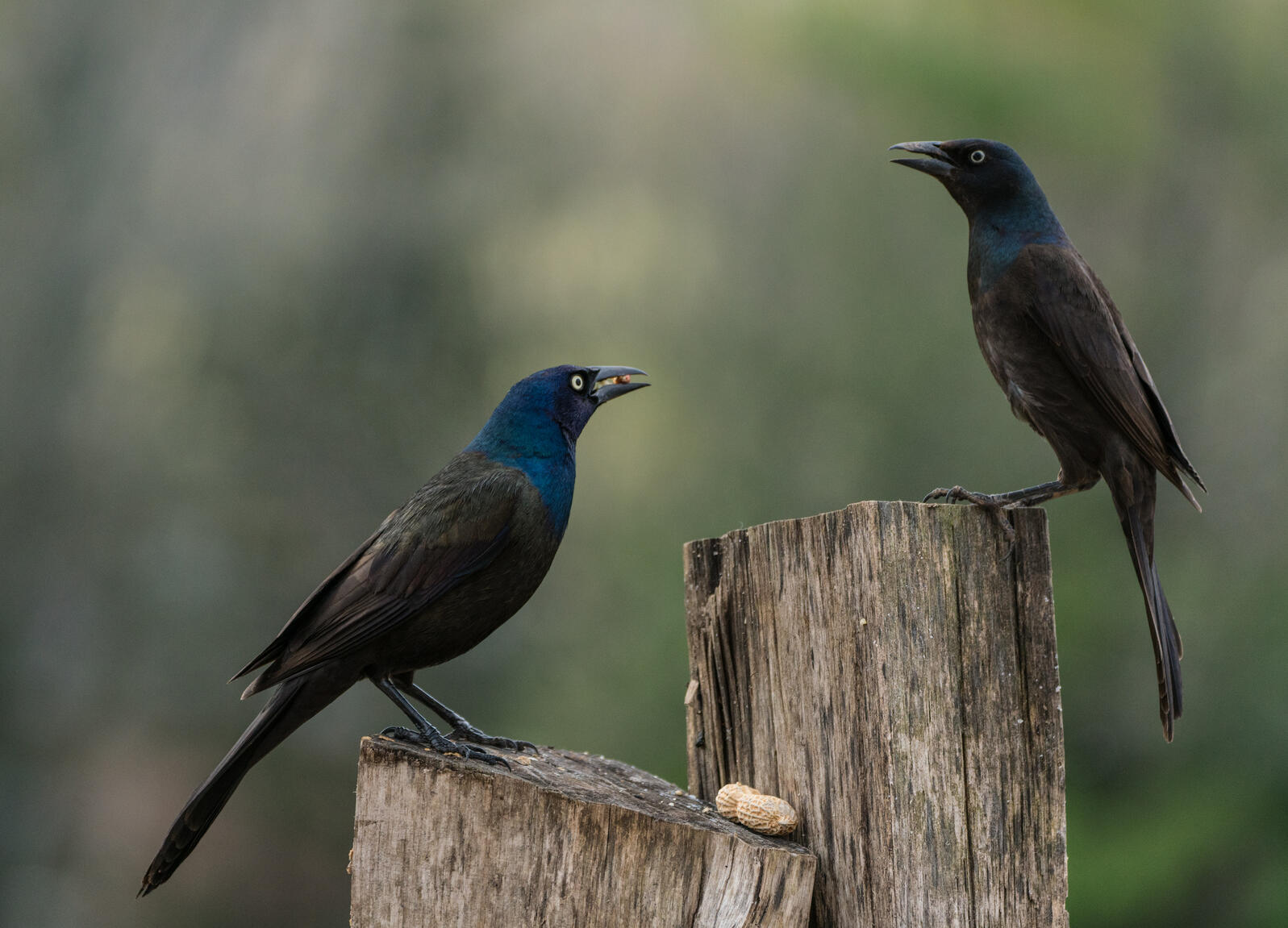 Common Grackle, Shiocton, Wisconsin. Marie Schmidt/Audubon Photography Awards Photo: Marie Schmidt/Audubon Photography Awards