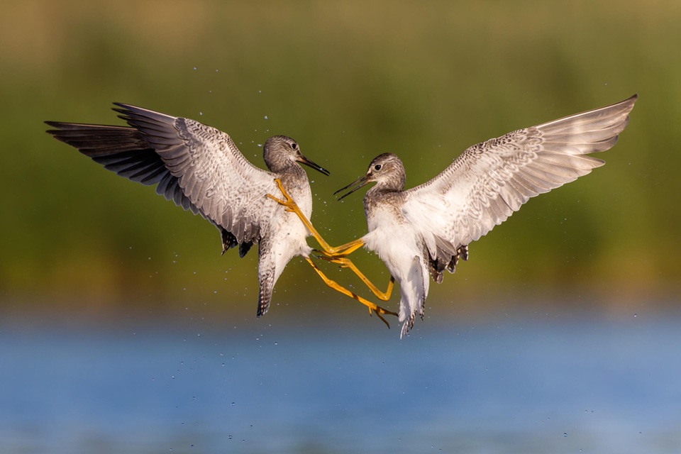 Lesser Yellowlegs. 