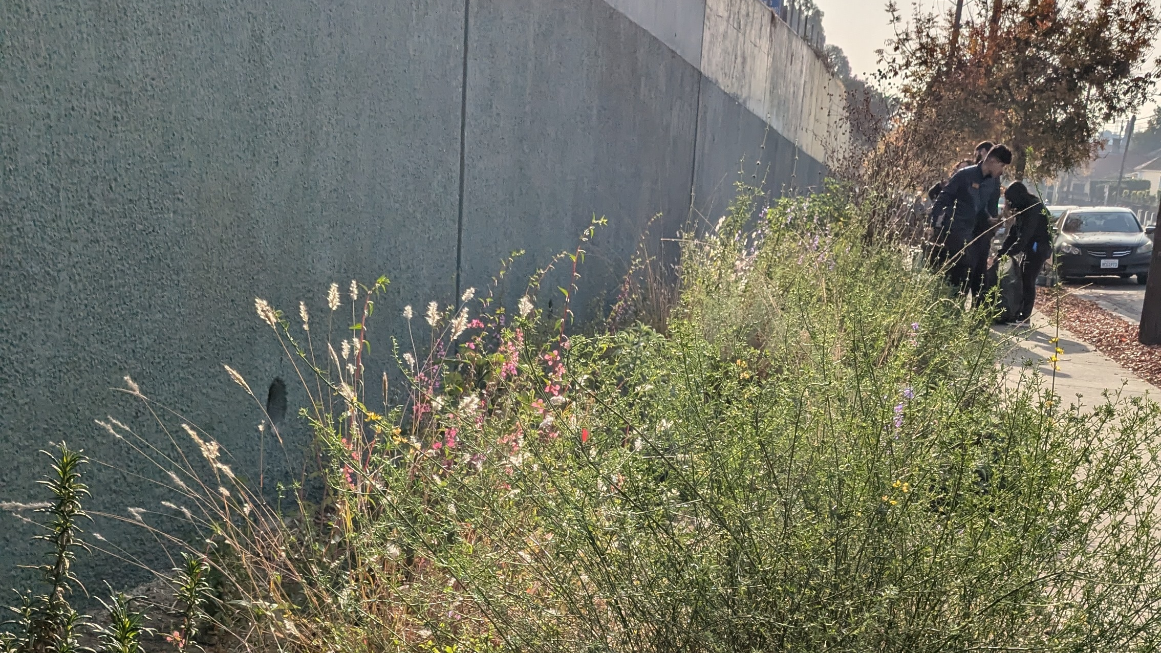 California native plants bloom along a cement wall.