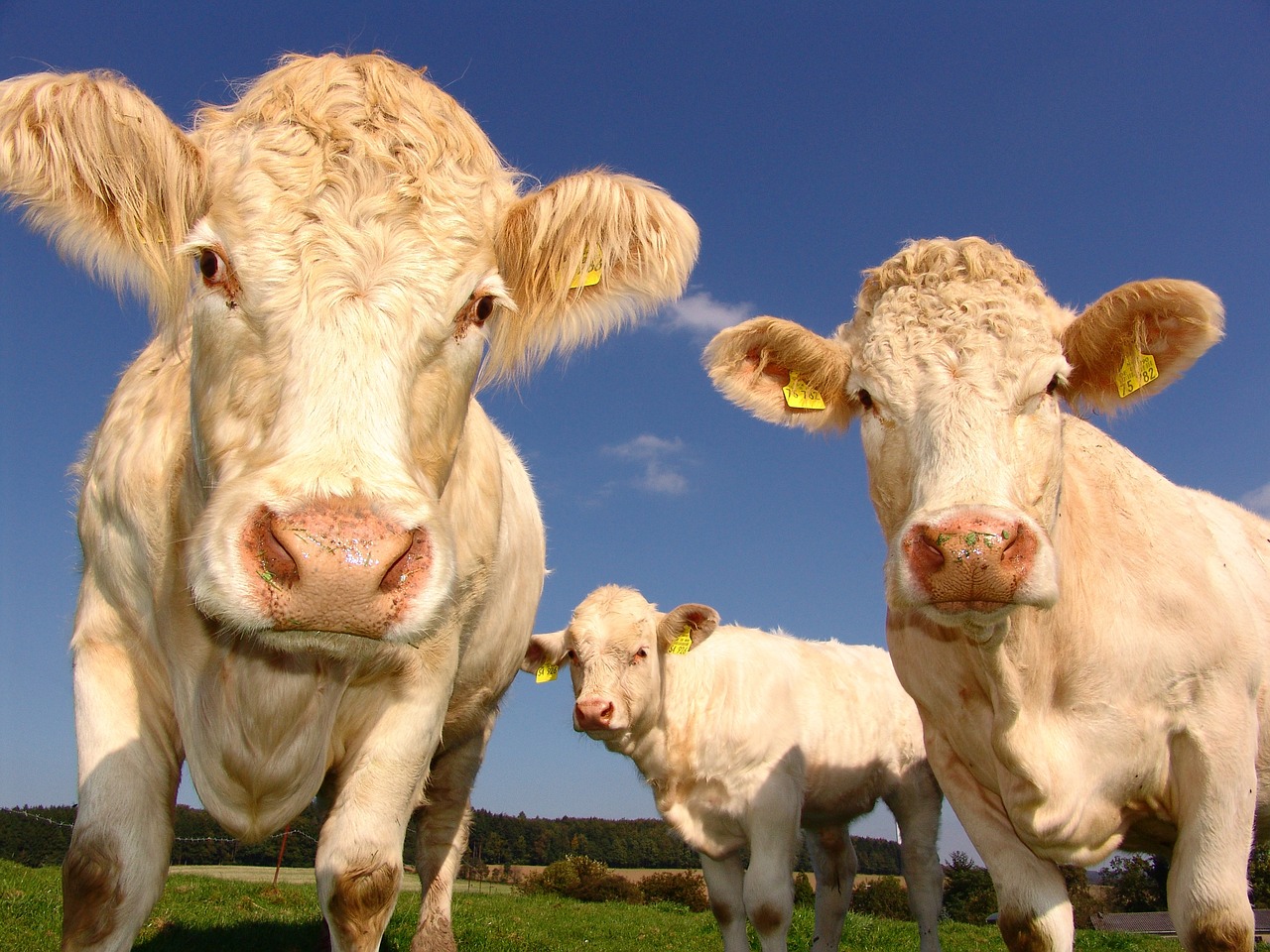 close up of cows