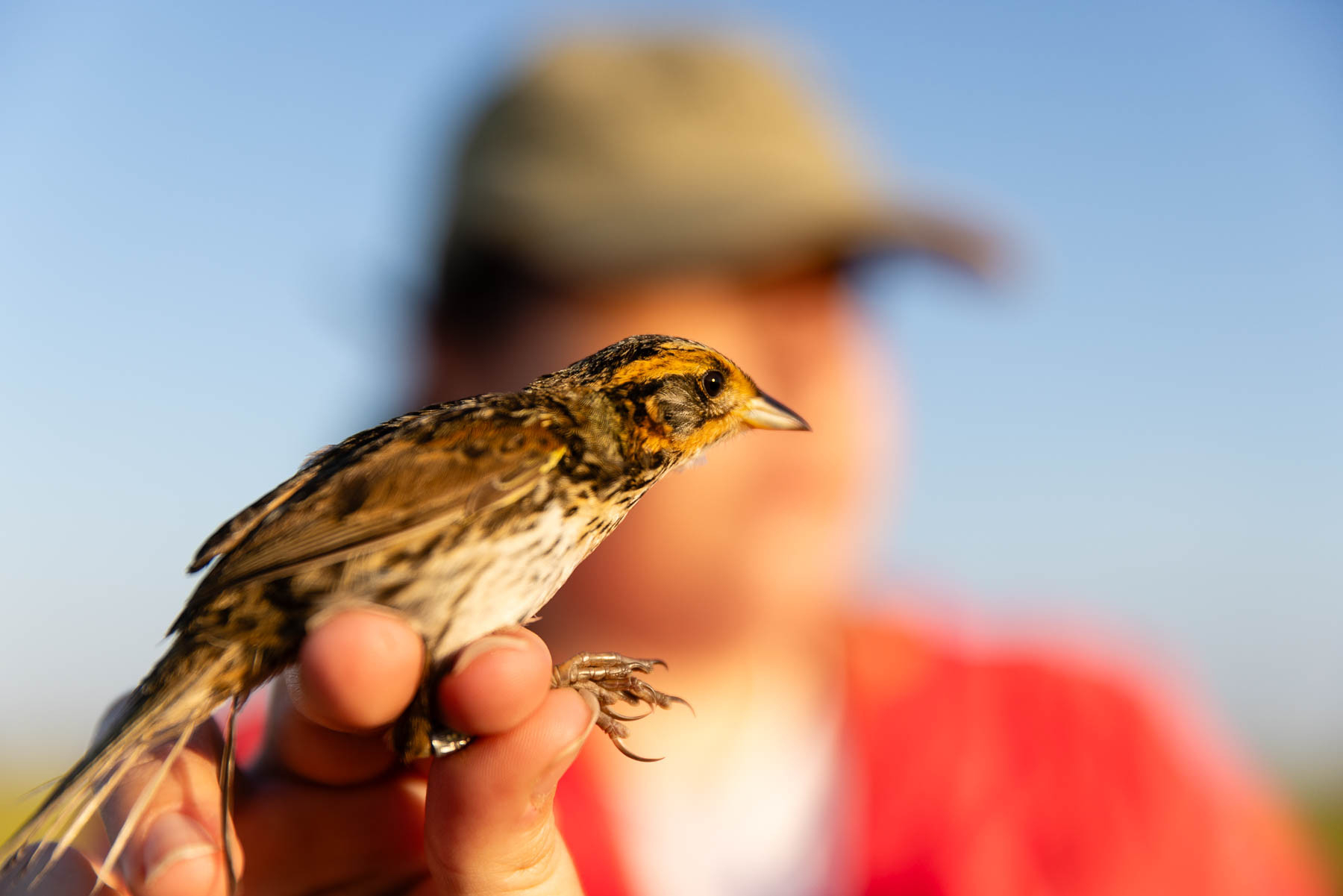 Person holding a Saltmarsh sparrow. 