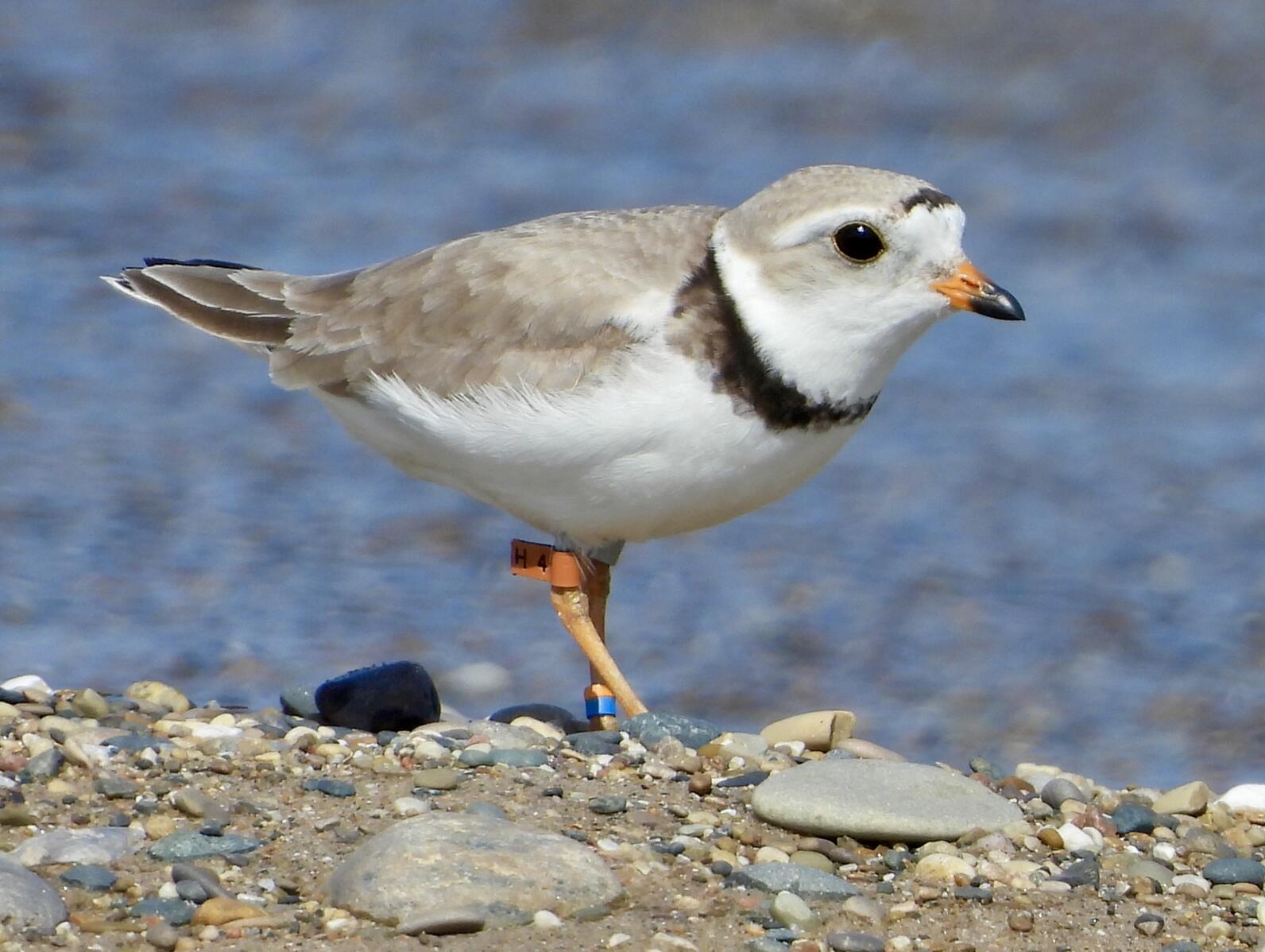 Blaze the Piping Plover at Waukegan Beach, IL. Photo: Carolyn Lueck/Lake County Audubon Society