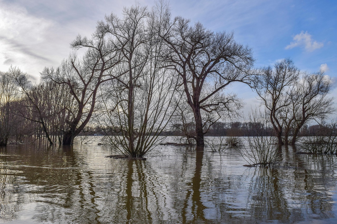 floodwaters surrounding trees