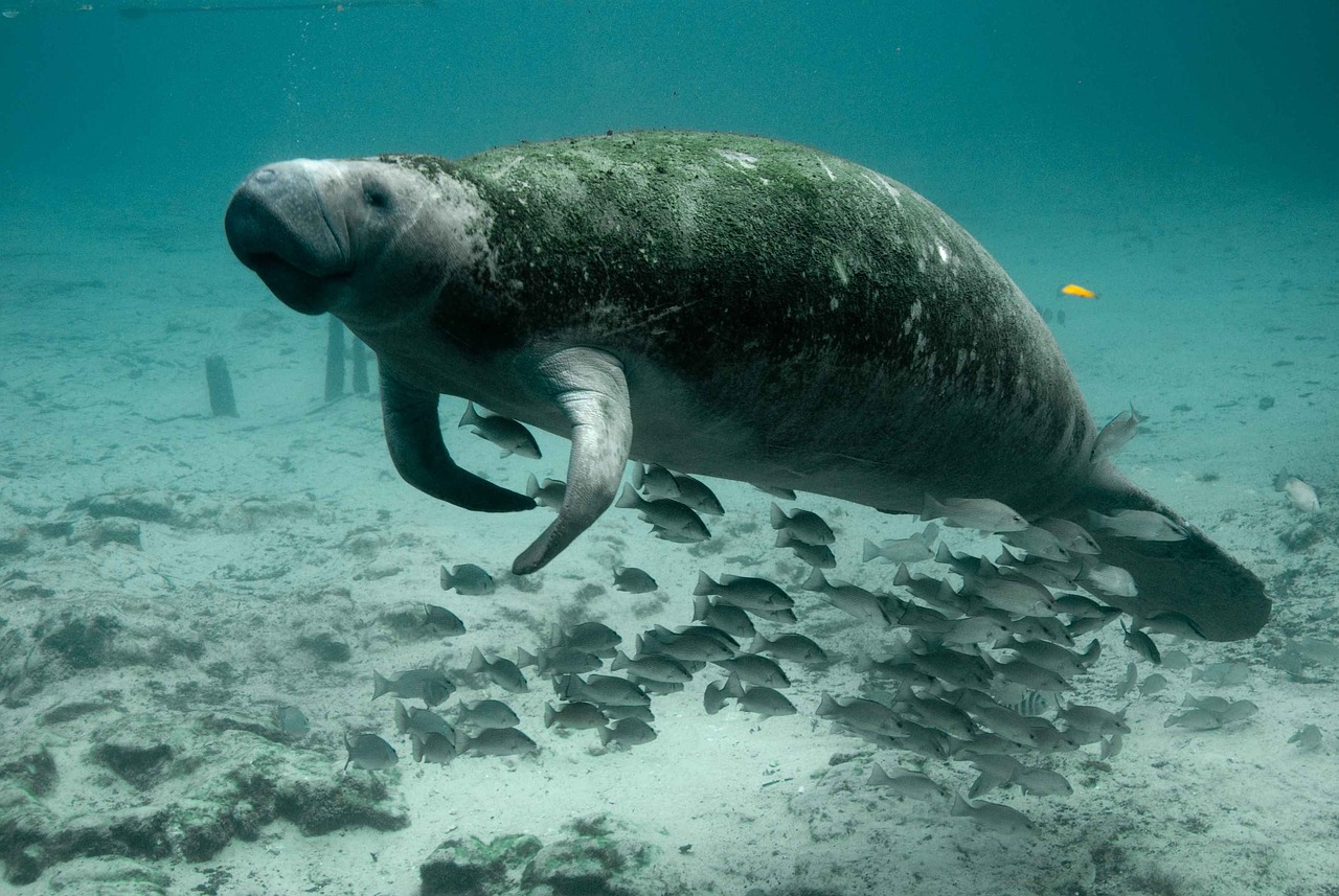 manatee under water