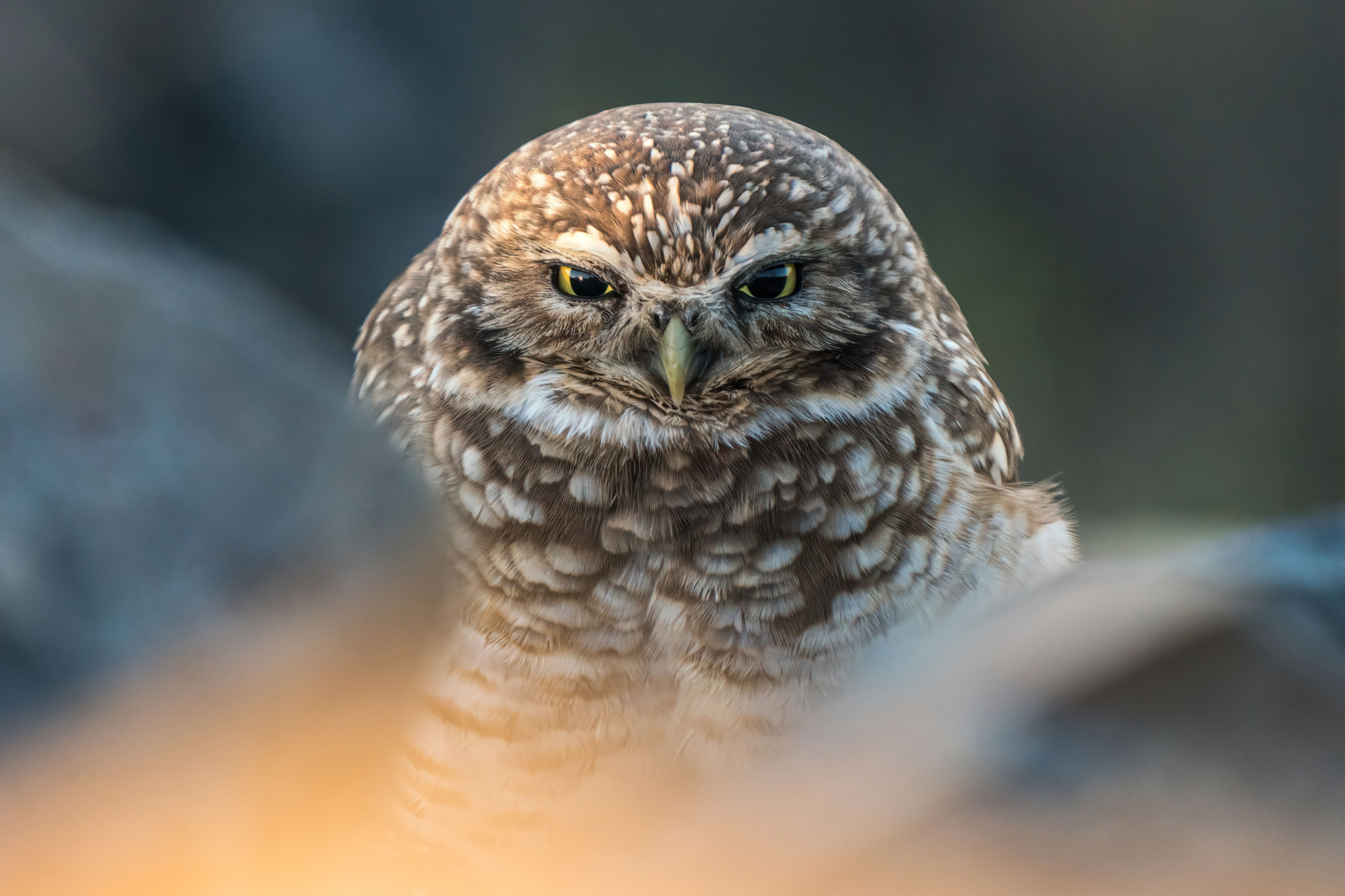 Burrowing Owl. Audubon Photography Awards/Michael Rigney