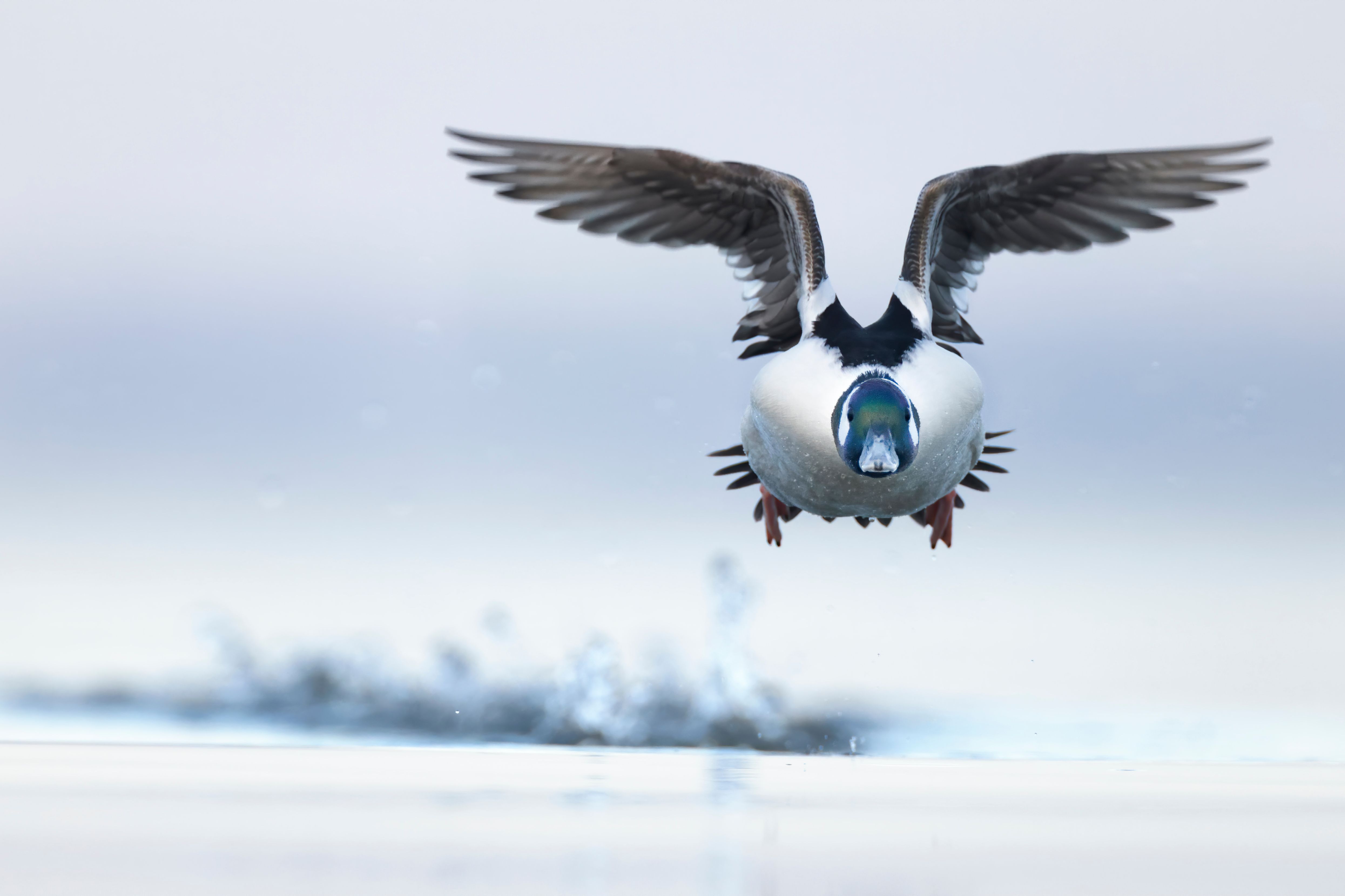 Bufflehead. Photo: Joshua Galicki/Audubon Photography Awards