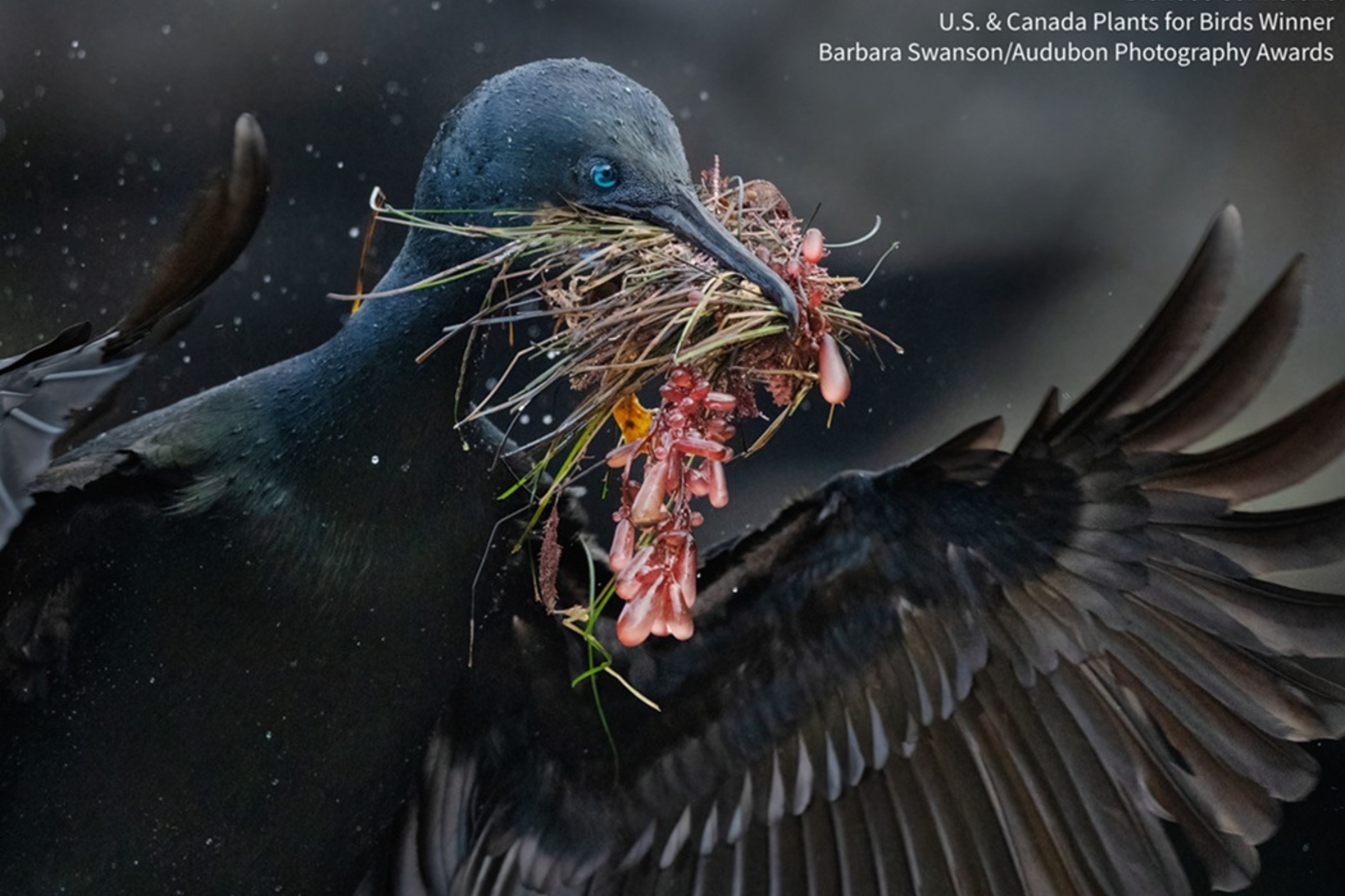 Brandt's Cormorant, sea grass, red grape algae. Photo: Barbara Swanson/Audubon Photography Awards 2025 Plants for Birds Winner