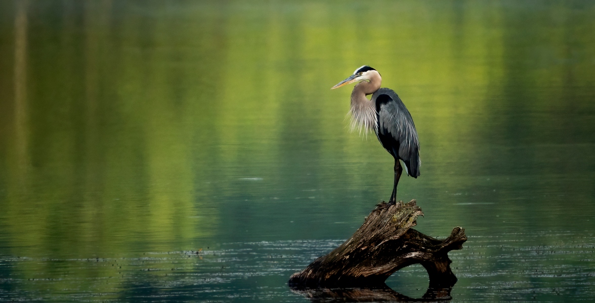 Great Blue Heron.