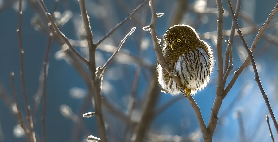 Northern Pygmy-Owl.