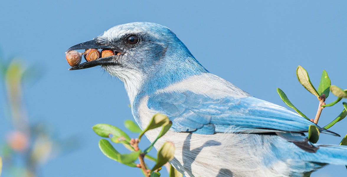 Florida Scrub-Jay.