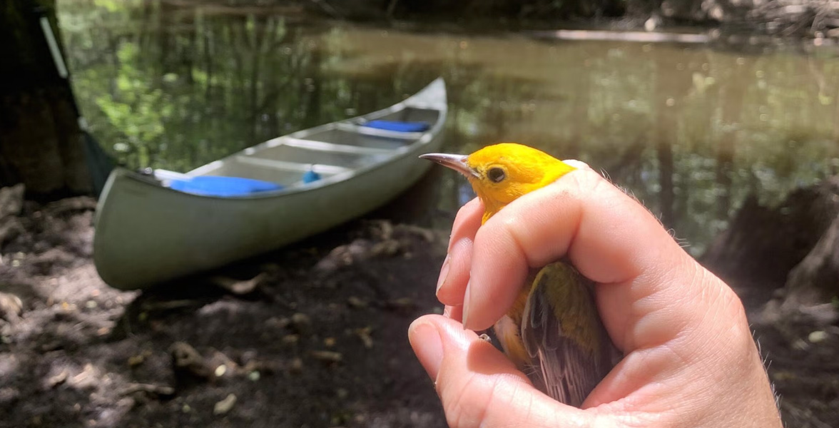 A Prothonotary Warbler is being processed deep in the heart of Four Hole Swamp in South Carolina.