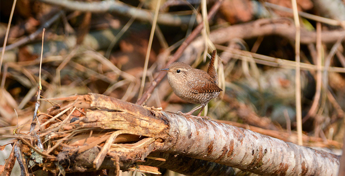 House Wren perched in a brush pile.