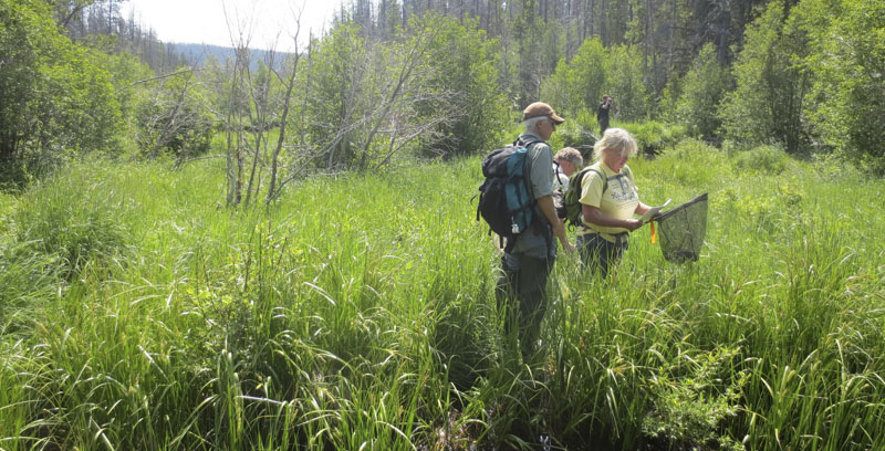 Three adults stand in a grassy marsh with a net.