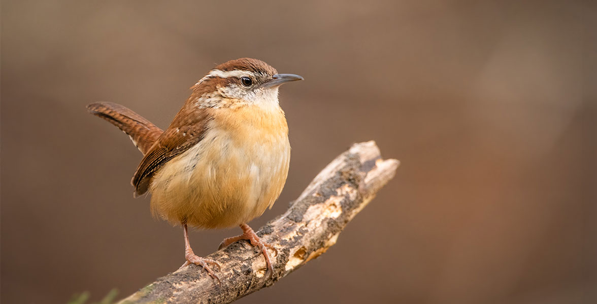 Carolina Wren.