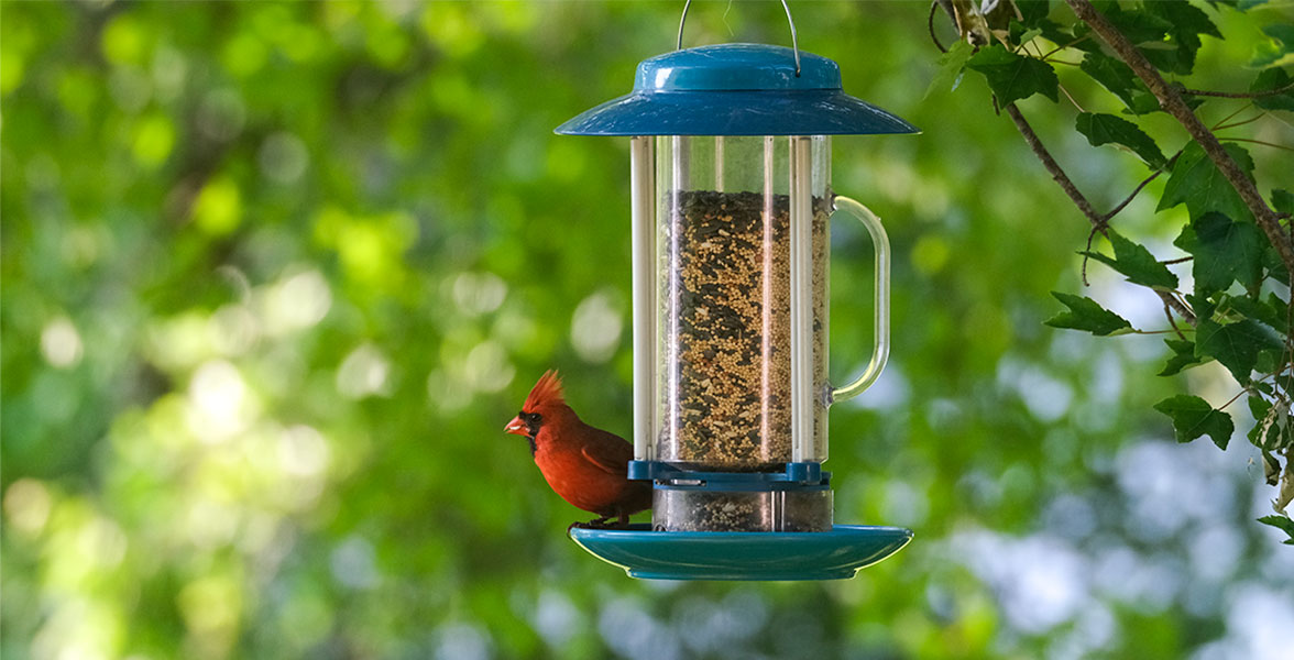 A Northern Cardinal perches on an Audubon tube feeder.