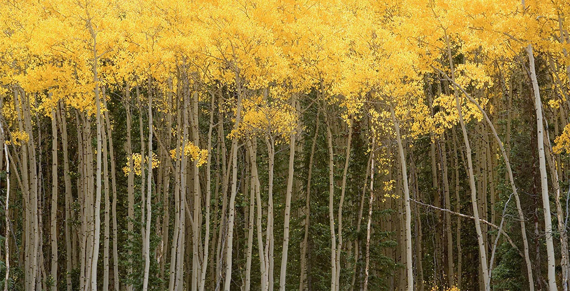 Quaking aspen groves light up in yellows and oranges.