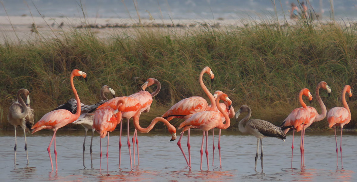 American Flamingos.