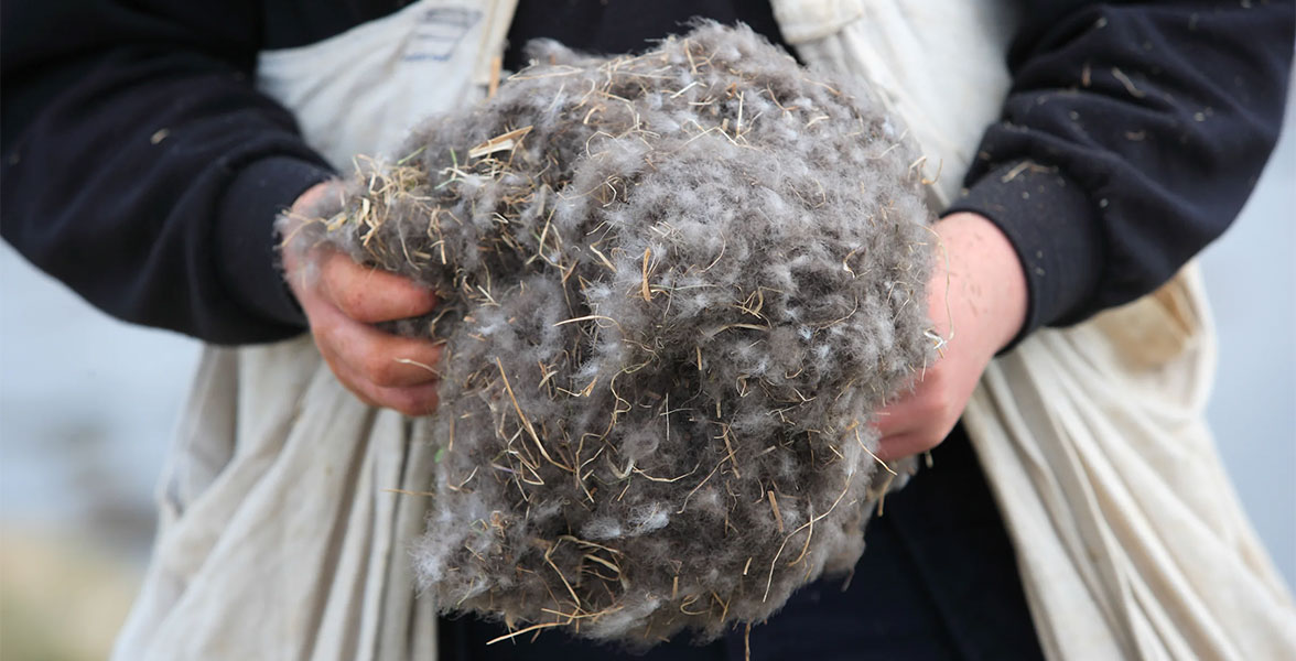 Common Eider down hand-collected in Iceland.