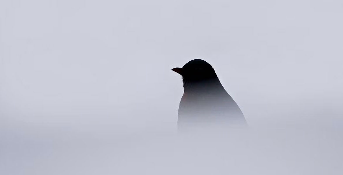 A silhouette of a bird surrounded by fog.