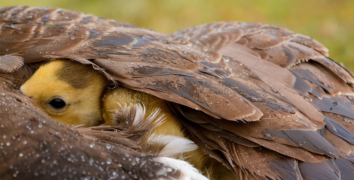 Canada Geese.