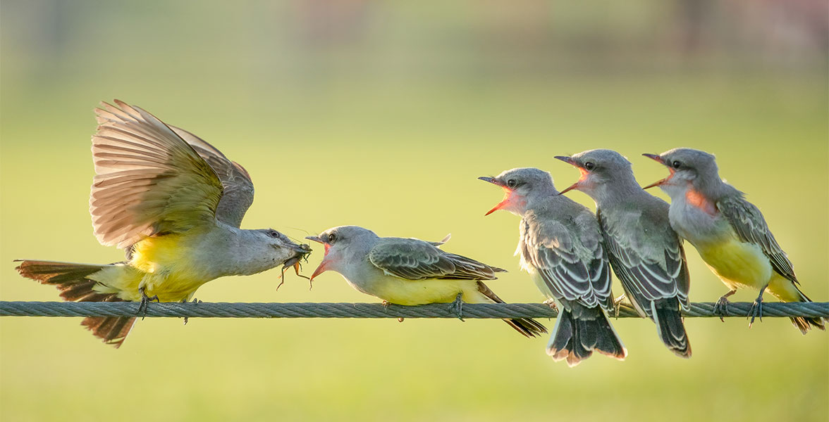 Western Kingbirds.